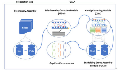 前沿 | 農(nóng)學(xué)院甘祥超教授團(tuán)隊(duì)發(fā)布端粒到端粒無(wú)缺失染色體組裝技術(shù)新路線